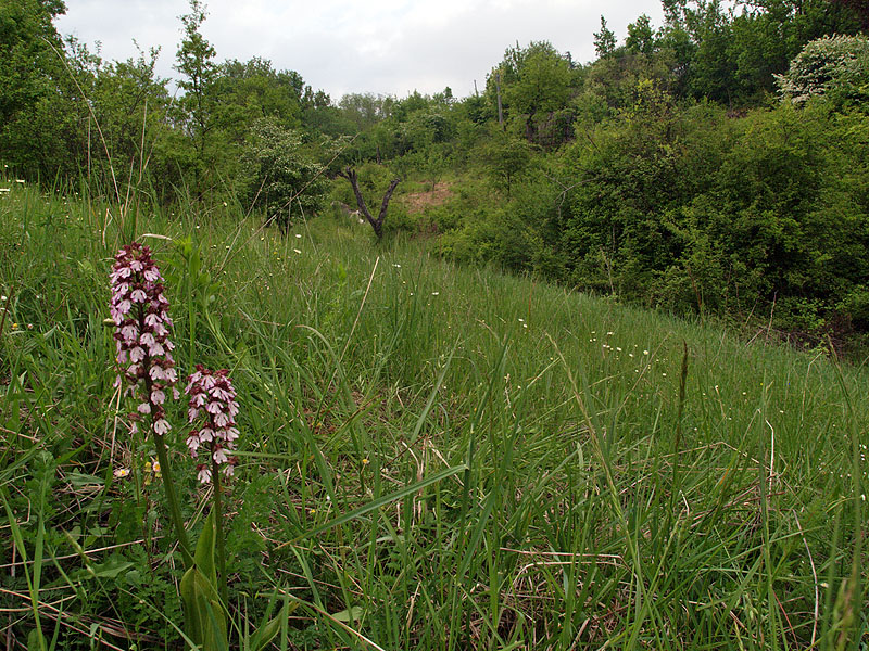 Oasi naturalistica del Carmine